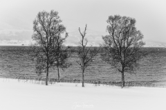 JST005-2