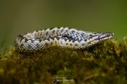 DSC2254-scaled
