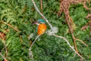 JST_20210123_0124-Edit-Edit-Edit-Edit